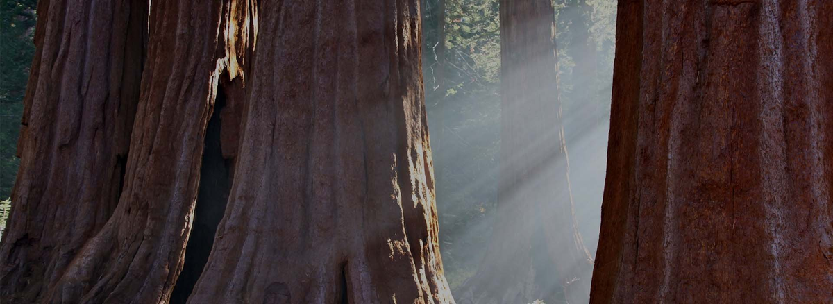 Forests