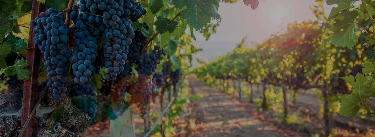 Wine